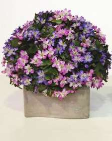 Hepatica_Semisphera_Diam_30_cm_Pink_Violet_39