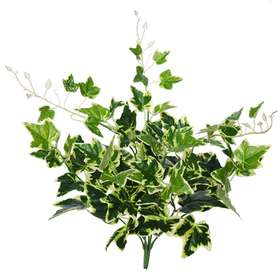 Ivy Bush 48 cm Variegated 