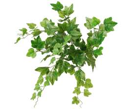Ivy Bush 50 cm Green