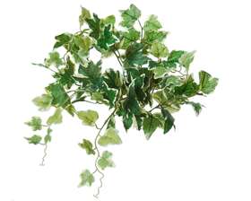 Ivy Bush 50 cm Variegated