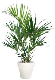 Kentia Palm 160 cm Green 