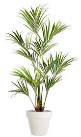 Kentia Palm 180 cm Green 