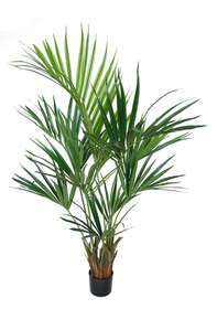 Kentia Palm w pot 160 cm w pot Green 