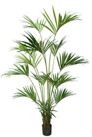 Kentia Palm w Pot 240 cm Green 