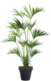Kentia Palm w Pot 250 cm Green 