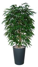 Longifolia Forest 180 cm Green