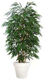 Longifolia Forest 220 cm Green