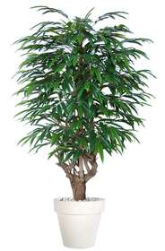 Longifolia Mini Tonic 180 cm Green