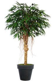 Longifolia Queen 200 cm Green