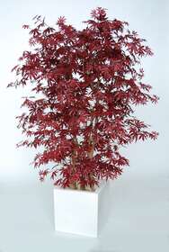 Maple Forest 180 cm Burgundy