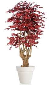 Maple Tonic Luxury 250 cm Burgundy