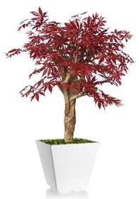 Maple Jewel 100 cm Burgundy