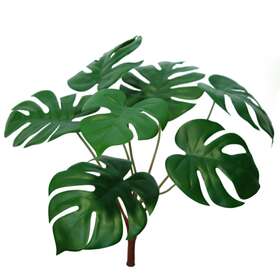 Monstera Bush 40 cm Green