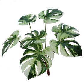 Monstera Bush 40 cm Variegated