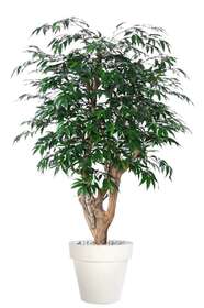 Myrsifolia Tonic 150 cm Green