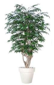 Myrsifolia Tonic 180 cm Green