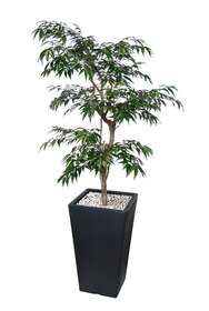 Myrsifolia Japanese 180 cm Green