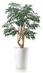 Myrsifolia Elegant 130 cm Green