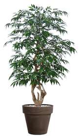 Myrsifolia Elegant 170 cm Green