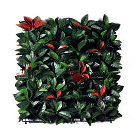 New module photinia 50x50