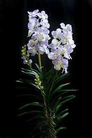 O_Vanda_Plant_165_cm_Lilac_5342LIL