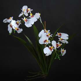 Orchid Oncidium Plant 50 cm White