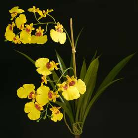 Orchid Oncidium Plant 50 cm Yellow