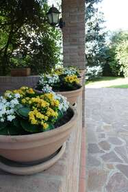 Kalanchoes - White and Yellow