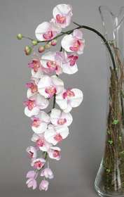 Phalaenopsis_Formosa_120_cm_Lilac_4161LIL