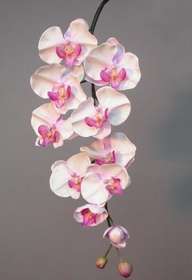 Phalaenopsis_Formosa_Med_Lilac_4162LIL