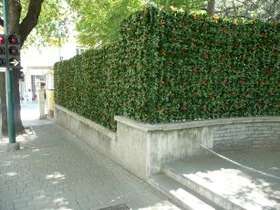 Installation / assembly PHOTINIA artificial hedge Aosta Hospital