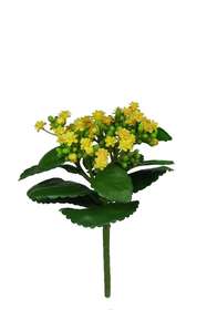 Yellow Kalanchoe