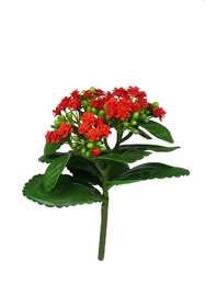 Red Kalanchoe