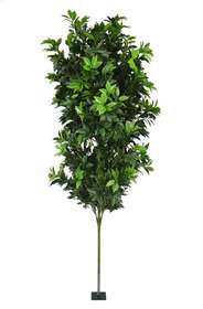 Single plant laurel h 100 cm + 70 cm stem