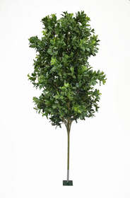 Single plant Osmanthus h 100 cm + 70 cm stem