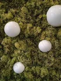 Frame lichens detail