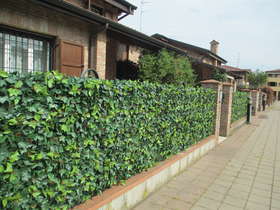 Climbing hedge on external fence