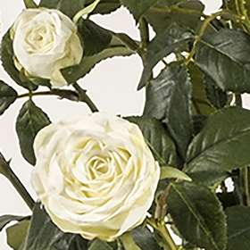 rosa CREMA DETTAGLIO