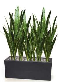 Sanseveria_artificiale_barriera_ESEMPIO_COMPOSIZIONE