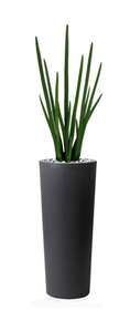 Sanseveria_Cylindrica_110_cm_Green_V5372GRN