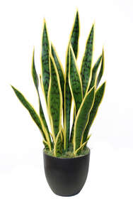 Sanseveria Trifasciata 65 cm Green Yellow 5502GYE