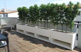 Boxwood hedge terrace Parma h 150 cm _PASSIONECREATIVA