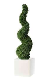 Boxwood spiral h 120 with vase