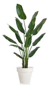 Strelizia Plant Lux 180 cm Green 
