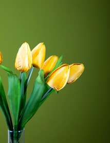 tulipano giallo