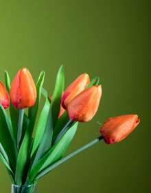 orange tulip