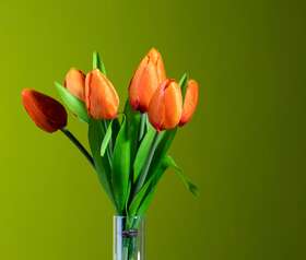 tulipano arancio