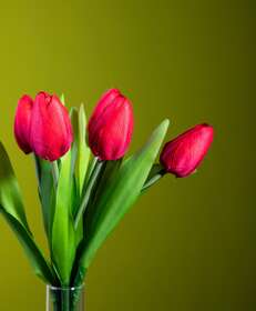tulipano rosso