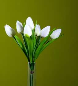 tulipano crema