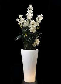 Vanda_Orchid_Plant_WHT_Tulip_Light_210_cm_rid.